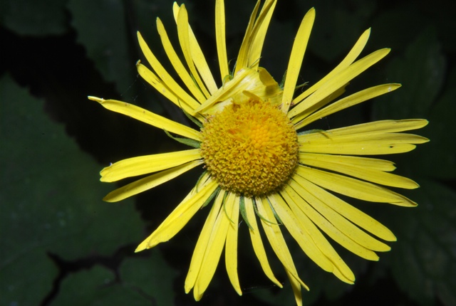 Doronicum columnae